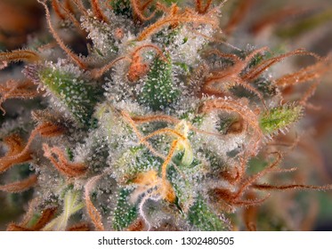 Macro detail of cannabis flower with visible hairs and trichomes, original pink gangster marijuana strain