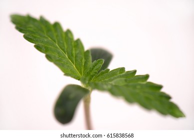Macro detail of cannabis sprout (russian doll marijuana strain) with the first two leaves, isolated over white background