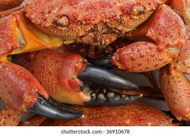 Macro detail of Cooked Crabs.