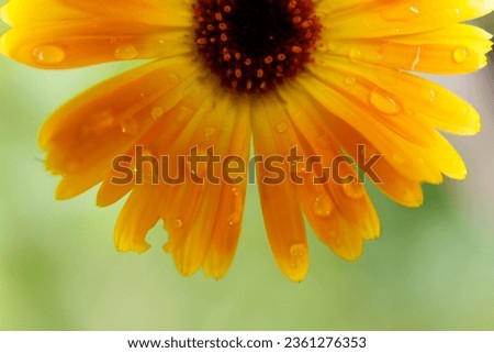 Macro detail of flower, drops of rain and dew on beautiful yellow wildflower