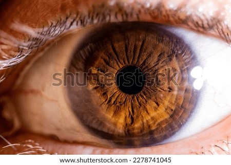 Macro detail of a human eye, brown iris with strong detail and sharpness. Macro detail of eye for background and