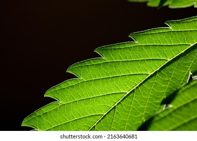 Macro Detail Of Marijuana Leaf, Hemp Plant, Black Background