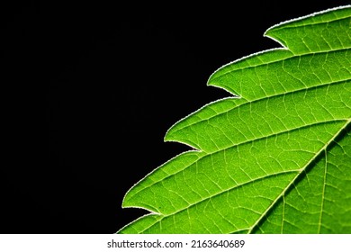 Macro Detail Of Marijuana Leaf, Hemp Plant, Black Background