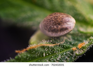 Macro detail of marijuana seed and leaf over dark background - cannabis growing concept
