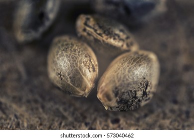 Macro detail of marijuana seeds over grungy brown background - cannabis growing concept