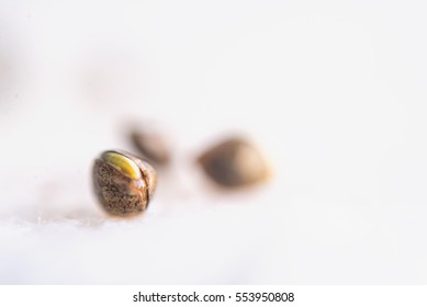 Macro detail of marijuana seeds sprouting over white background - cannabis growing concept