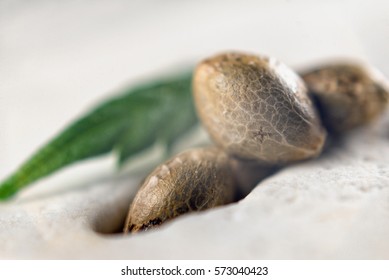 Macro detail of marijuana seeds and tiny leaf over white background - cannabis growing concept