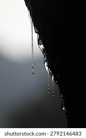 Macro detail with sharp focus on the shape of the sap droplets and light reflections. Tree sap or resin is a thick, clear liquid that oozes from tree trunks.