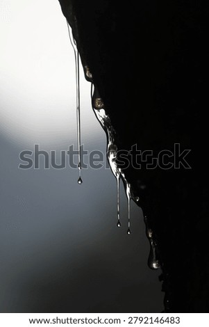 Macro detail with sharp focus on the shape of the sap droplets and light reflections. Tree sap or resin is a thick, clear liquid that oozes from tree trunks.