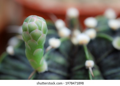 plant in wood itch soft thorns