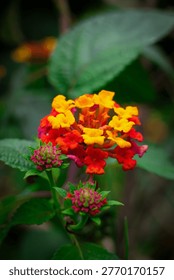 Macro Detail of Tiny Multi-Colored Florets. A sharp, close-up shot of a single Lantana flower head with a soft bokeh background. Ideal for highlighting the intricate patterns of floral geometry.