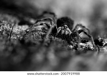 Similar – Image, Stock Photo Barnacles on the stones of the beach of Las Catedrales, Lugo, Spain