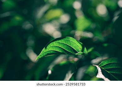 macro details from deep forest