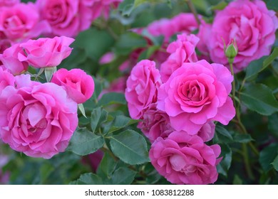 Macro details of pink Rose flowers in summer garden - Shutterstock ID 1083812288