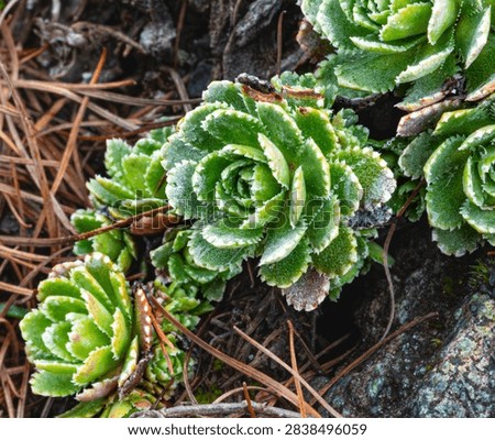 Macro of Developing Flower Bud and Leathery Leaves of Alpenrose (Rhododendron ferrugineum)