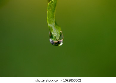 The macro of dew drop at the green leaf end in the nature with gree background. 