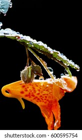 Macro Dew Drops Sparkel On Orange Jewel Weed Flowers.