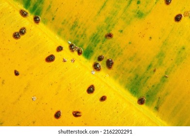Macro of Diaspididae insects on leaf vessel. Armored scale insects at a home plant Ficus elastica leaf. Insects sucking plant. 