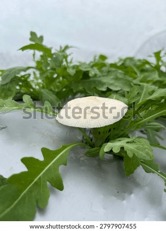 Macro documentation of a large, mature white mushroom (Basidiomycota) emerging from the soil substrate in close proximity to a thriving Eruca sativa (arugula) crop. This image captures the symbiotic ecological balance within a high-moisture agricultural environment, highlighting the presence of organic decomposition activity and soil health in a greenhouse or garden setting