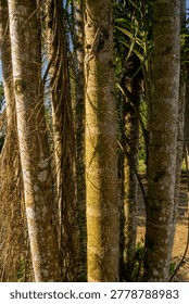 Macro documentation of sharp thorns (aculeus) on the stem of Pupunha palm (Bactris gasipaes) Macrocarpa in Apui-Amazonas, Brazil.