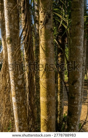 Macro documentation of sharp thorns (aculeus) on the stem of Pupunha palm (Bactris gasipaes) Macrocarpa in Apui-Amazonas, Brazil.
