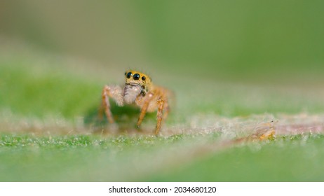 MACRO, DOF: Cute Close Up Of An Tiny Spider With Big Black Eyes And Fuzzy Legs. Adorable Little Jumping Spider Crawls Along A Vibrant Green Tree Leaf. Lovely Jumper Spider Is Exploring The Woods.