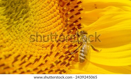 MACRO, DOF: Detailed shot of a tiny bee collecting pollen from a blooming sunflower. A diligent bee gathers pollen on the detailed landscape of a sunflower's center. Worker bee flying around sunflower