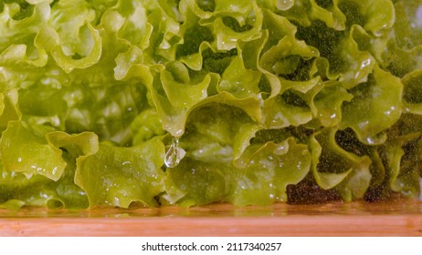 MACRO, DOF: Detailed Shot Of Vibrant Green Iceberg Lettuce Falling Onto Wooden Cutting Board Sitting On Countertop. Glassy Droplets Of Water Get Shaken Off The Leaves Of A Falling Romaine Lettuce.