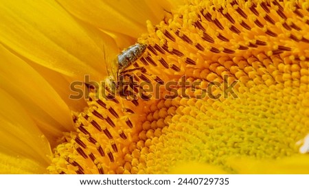 MACRO, DOF: A diligent bee gathers pollen on the detailed landscape of a sunflower's center. Detailed shot of a tiny bee collecting pollen from a blooming sunflower. Worker bee flying around sunflower