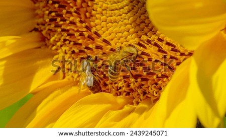 MACRO, DOF: Two bees gather pollen on the detailed landscape of a sunflower's center. Bees working in tandem, captured on radiant sunflower's blooming surface. Tiny bees collecting pollen from flower.