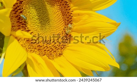 MACRO, DOF: Two little worker bees collect pollen from a vibrant yellow sunflower. Bees working together, captured on a radiant sunflower's blooming surface. Scenic shot of working bees on a sunny day