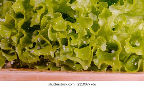 MACRO, DOF: A Wet Head Of Ripe Iceberg Lettuce Falls On The Wooden Cutting Board. Glassy Mist And Droplets Of Water Get Shaken Off The Leaves Of A Falling Romaine Lettuce. Shot Of Falling Lettuce.