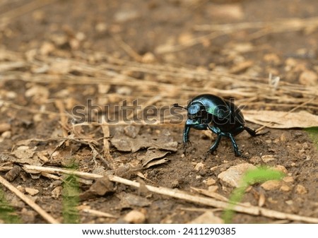 Macro of the dor beetle walking on the ground in the forest