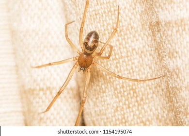 A Macro Dorsal View Of A False Widow Spider, Steatoda Grossa In The Uk In August On A Curtain.