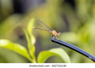 Macro Dragon Fly With Green Background - Front Focus