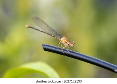 Macro Dragon Fly With Green Background - Front Focus