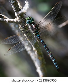 Macro Dragon Fly Landed On Tree Twig