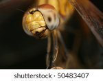 Macro of dragonfly
