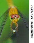 Macro of Dragonfly