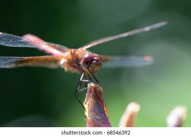 Macro of a dragonfly
