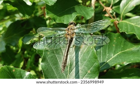 Macro dragonfly closeup on leaf