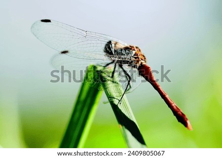 macro dragonfly closeup photo, made Poland 2023