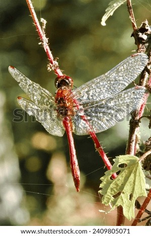 macro dragonfly closeup photo, made Poland 2023