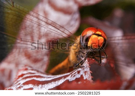 Similar – Image, Stock Photo Cuddly Nature Plant Animal