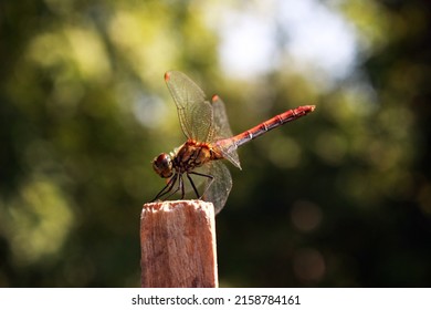 Macro, Dragonfly, Red, Green Bokeh, Background