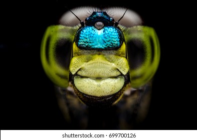 Macro dragonfly select eye focus