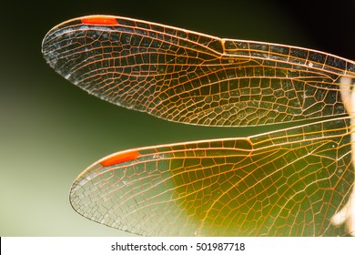 Macro Dragonfly Wings