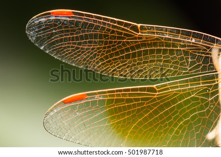 Macro Dragonfly wings