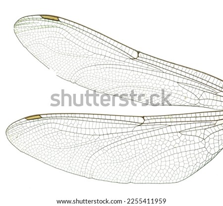 Macro dragonfly wings on white background,Dragonfly wings on white background,Dragonfly,Animal Wing,Insect,Cut Out,White Background,