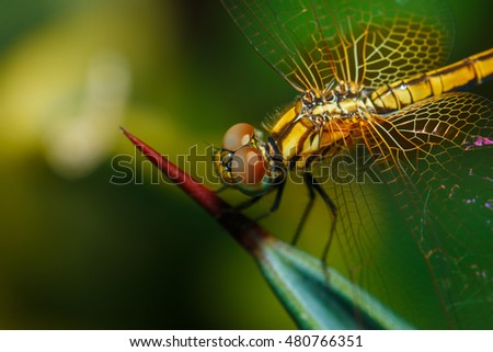 Macro Dragonfly,Dragonfly.